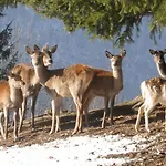 فندق Kovac Osilnica