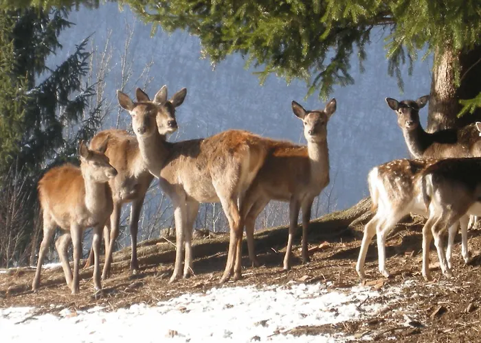 فندق Kovac Osilnica